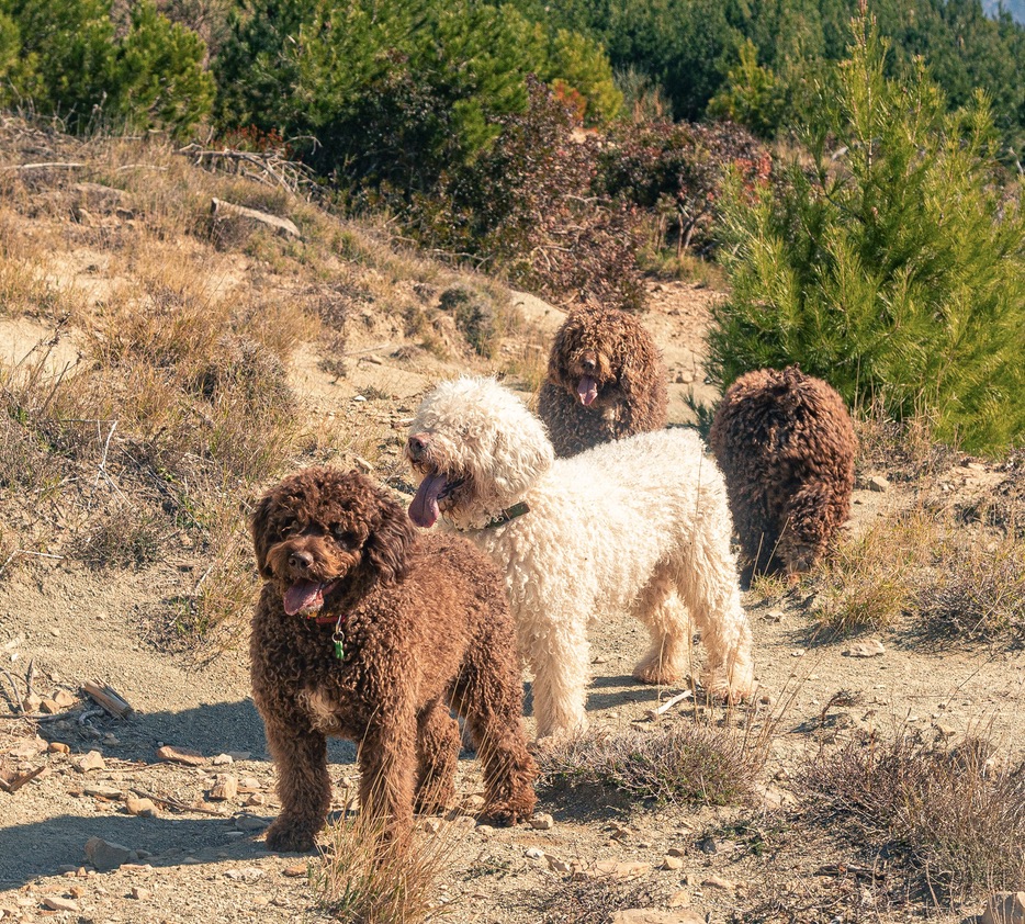Dogs on the mountain