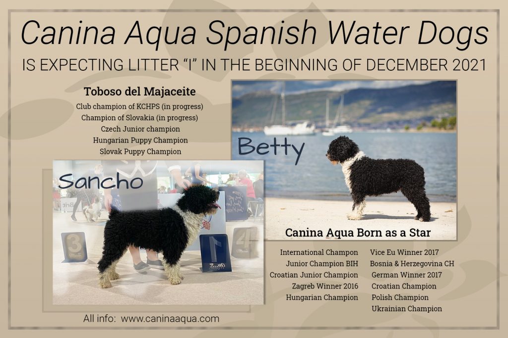 štenci španjolski vodeni pas cijena